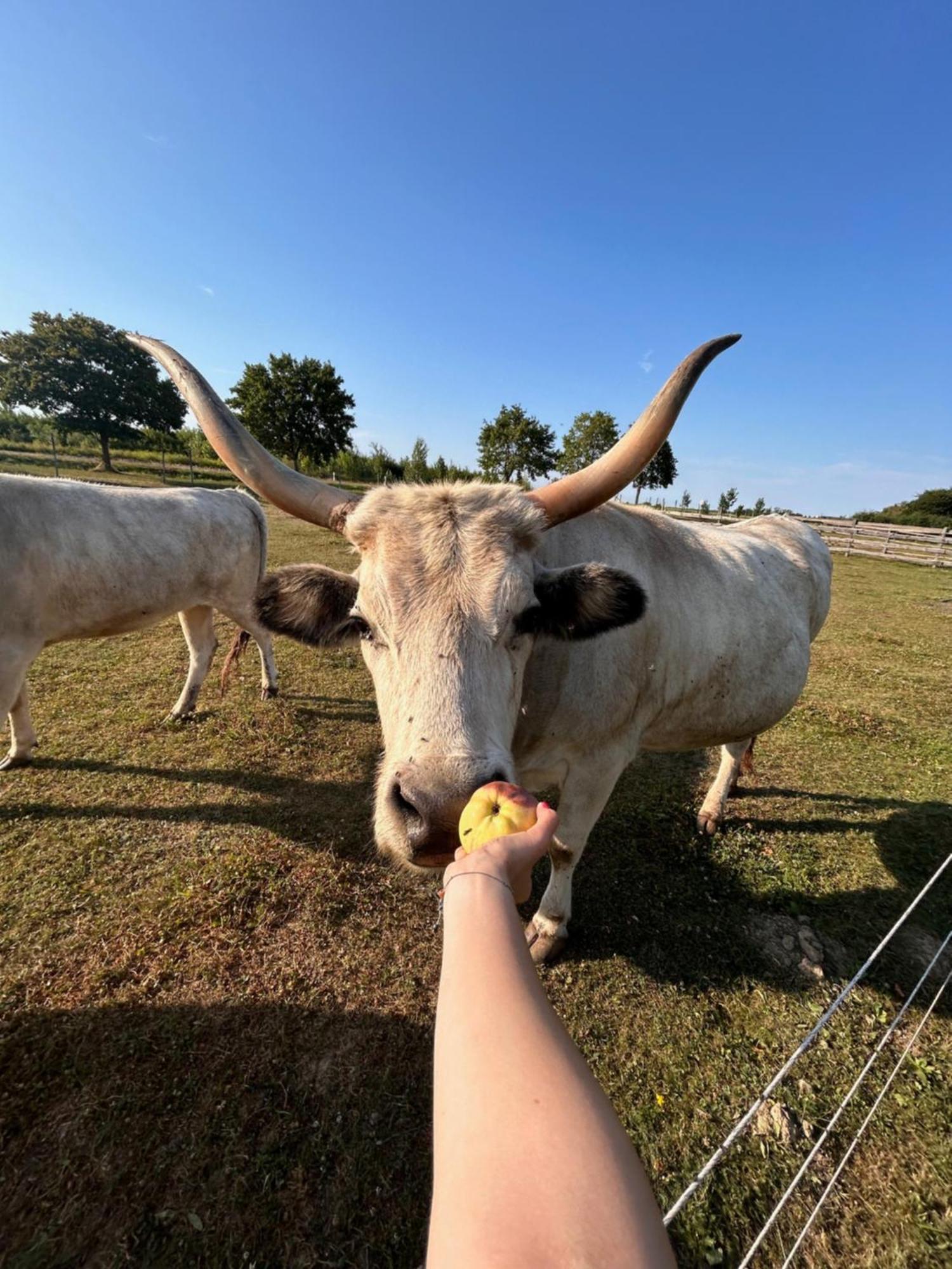 Rabahidveg 温德哈扎克旅馆酒店 外观 照片